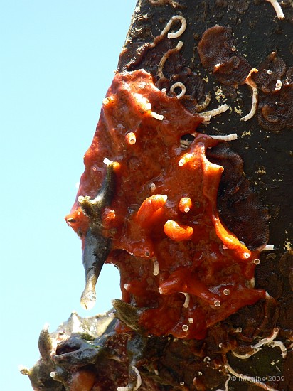 90- Corail sous la coque.JPG